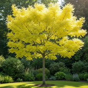 7ft Half-Standard 'Frisia' Golden False Acacia Tree | Mature Bare Root | 6/8cm Girth